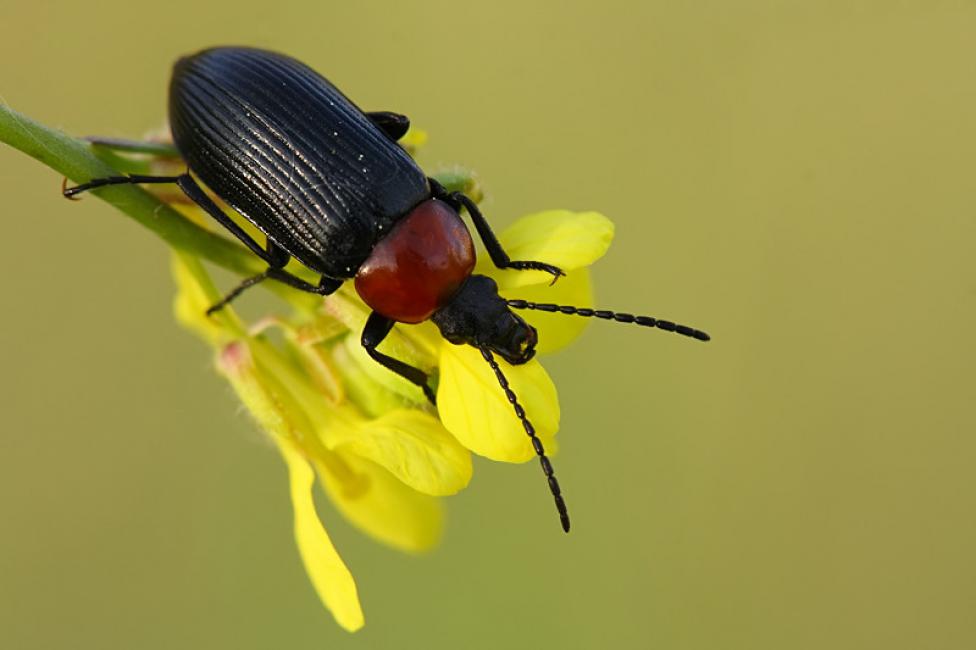 Heliotaurus ruficollis